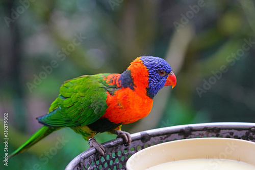 Schilderij op canvas View of a colorful lorikeet bird in Melbourne, Australia