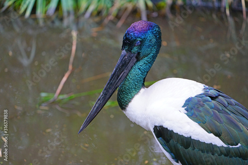 View of a jabiru black-necked stork bird in Australia photo