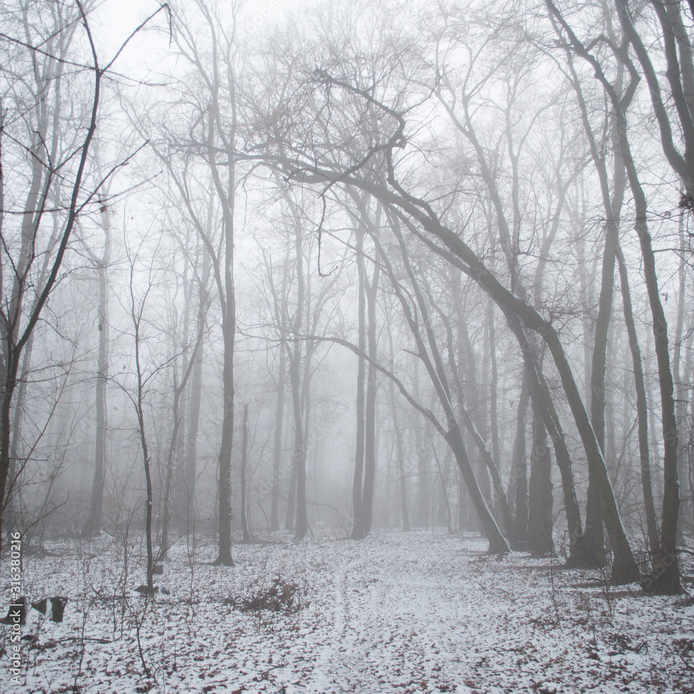 custom made wallpaper toronto digitalWinter forest covered with fog