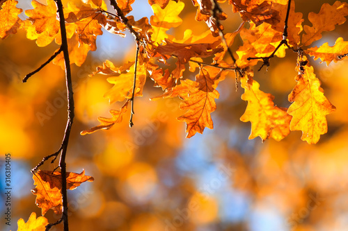 nature with branches oak with Golden leaves on a clear sky background in autu...