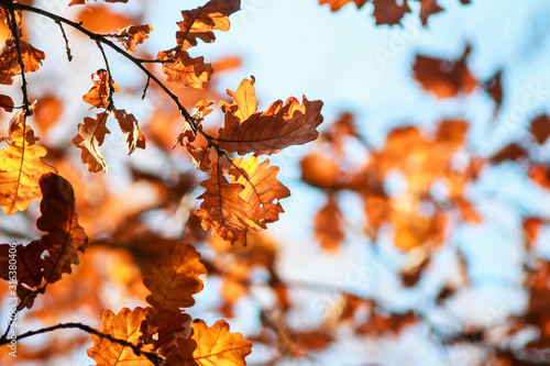 nature with branches oak with Golden leaves on a blue clear sky background in...