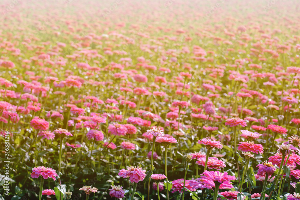 Obraz premium Blossom pinkish purple Chrysanthemum (Hardy Mums) flower in the garden with green leaf of summer sunshine.