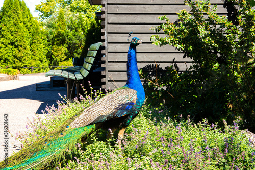 Indian peacock in the flowers, Helsinki, Finland photo