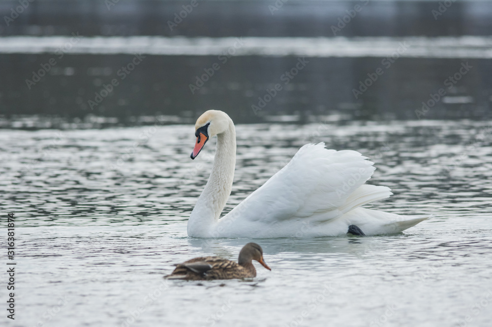 Obraz premium Graceful swan swimming on the river, in winter. Selective focus