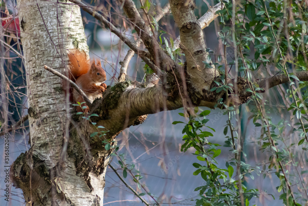 Flauschiges rotes Eichhörnchen als europäisches Eichhörnchen klettert im Baum auf der Suche nach Nüssen im Winter überrascht vom Wintereinbruch mit Winterruhe und Winterschlaf Flauschiges rotes Eichhörnchen als europäisches Eichhörnchen klettert im Baum auf der Suche nach Nüssen im Winter überrascht vom Wintereinbruch mit Winterruhe und Winterschlaf