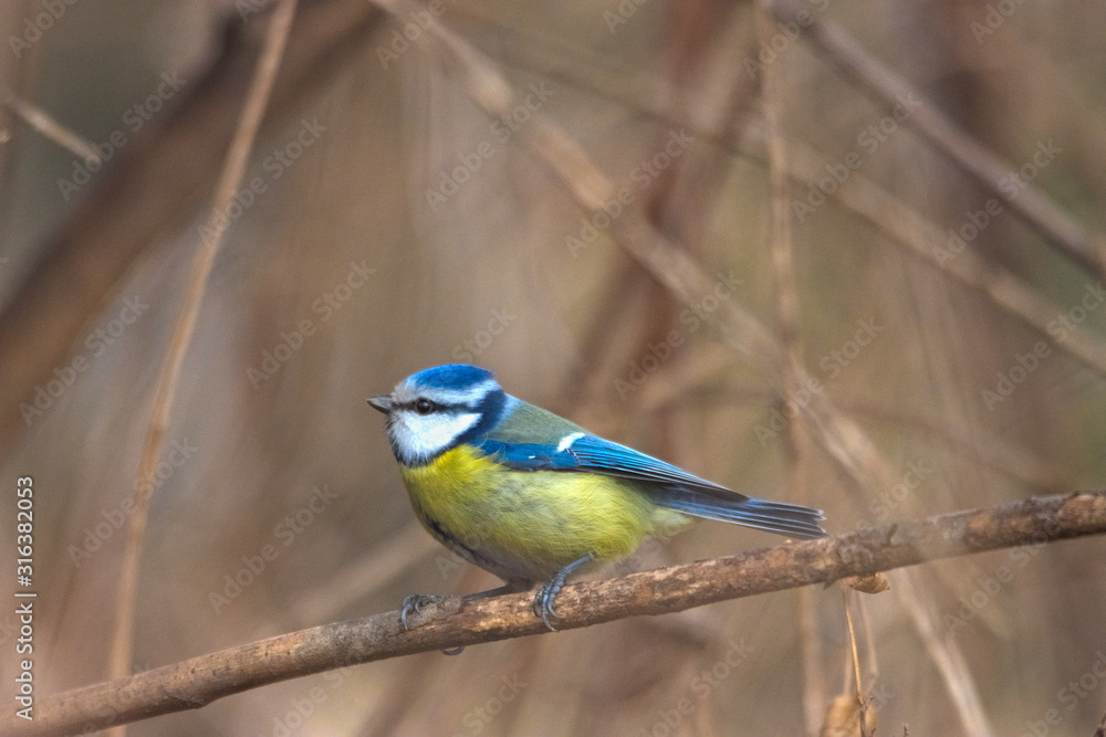 Small Blue tit (Parus caeruleus) sitting on a branch. Selective focus