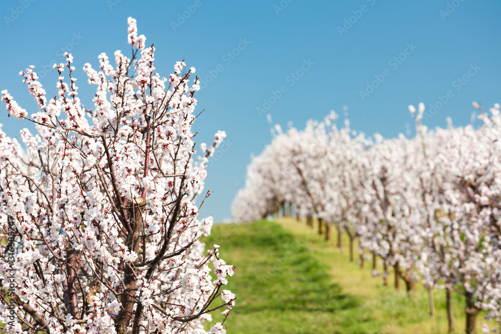 Landscape with blossoming orchard in Spring Landscape with blossoming orchard in Spring