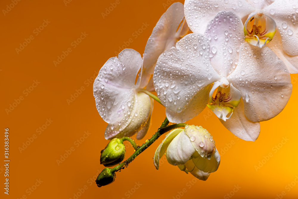 Obraz White orchid flowers with buds in drops of dew on a yellow background