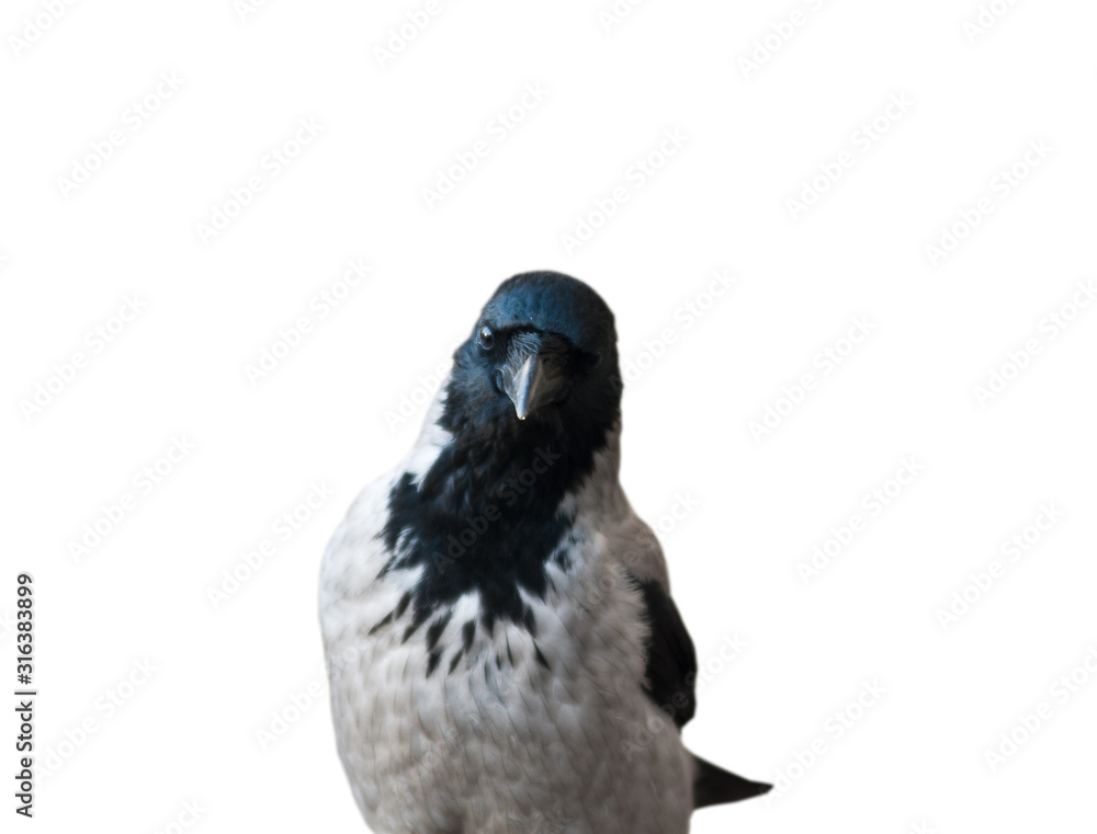 Fototapeta premium Hooded crow, isolated on white background