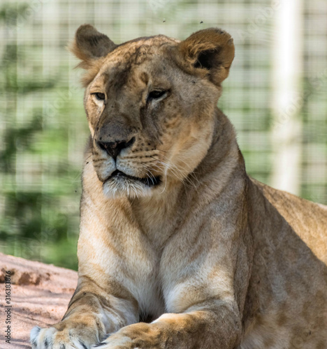 Wild Animal Brown Lioness Sitting on a Rock - Lioness Roaring