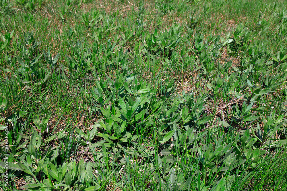 Cirsium japonicum, a Chinese herbal medicine Cirsium japonicum, a Chinese herbal medicine