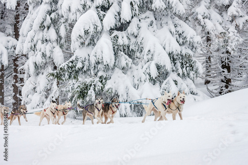 sledge dogging, Sedivacek's long, Czech Republic photo