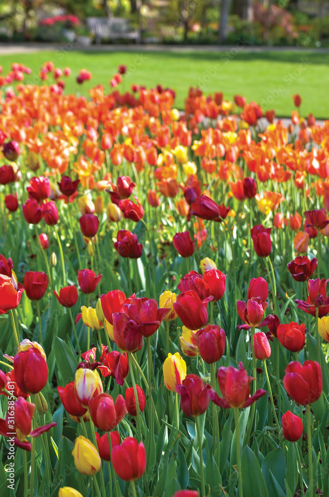 field of red tulips