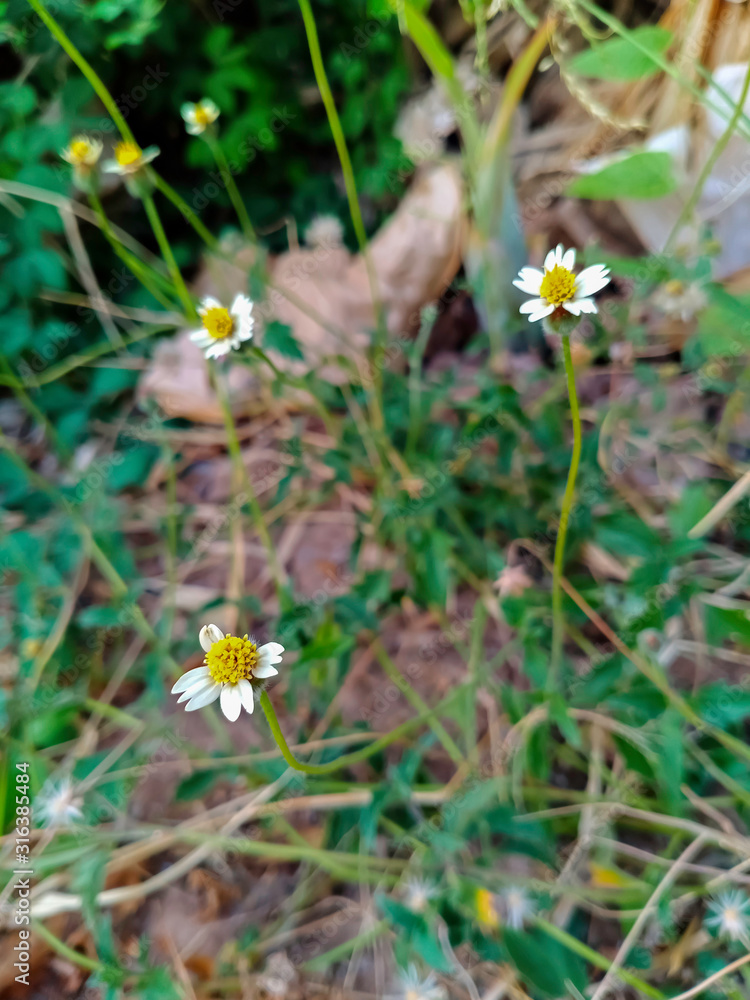 Photo of coat buttons flower. it's a little flower and growing on summer. Photo of coat buttons flower. it's a little flower and growing on summer.