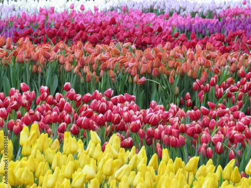 Tulips blossom on the field