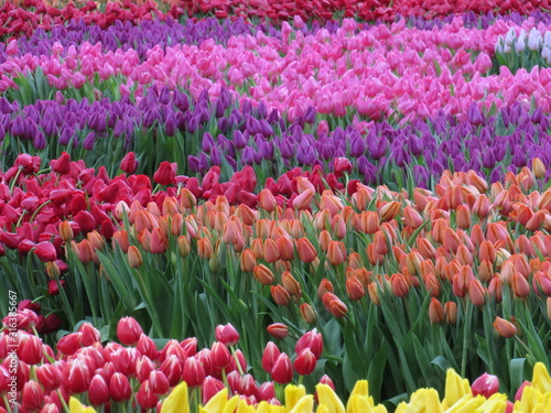 Tulips blossom on the field