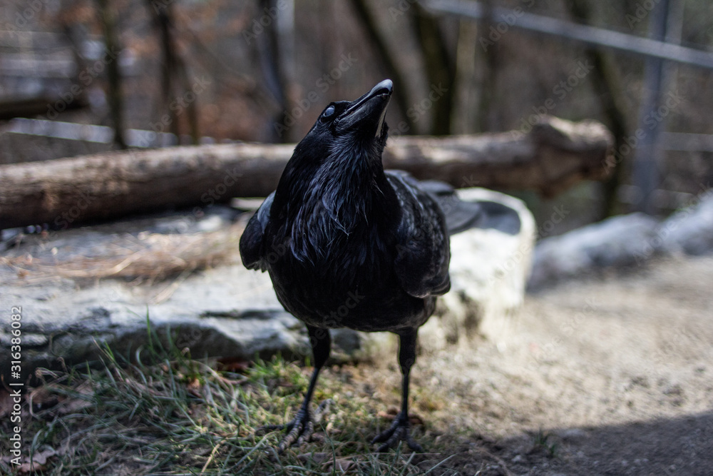 Naklejka premium Raven looking up