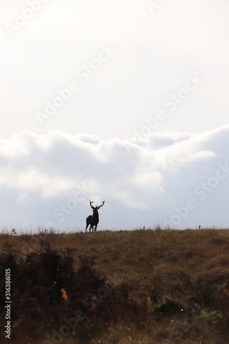 silhouette of stag
