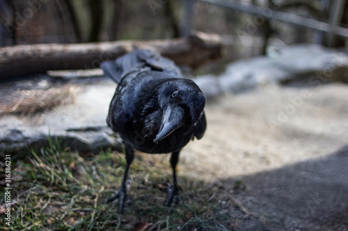 Raven tilting its head and looking in the camera