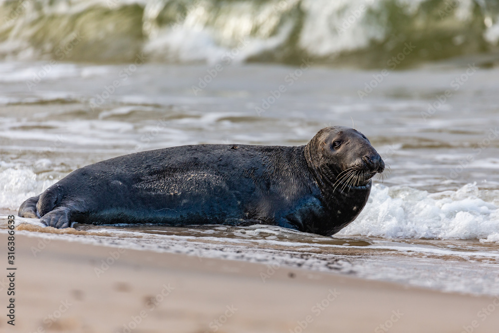 Gray seal (Halichoerus grypus) on the beach in the Slowinski National Park. Czolpino, Leba, Poland.