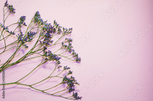 The flat lay composition of dry grass and flowers at pink background with copyspace for a text