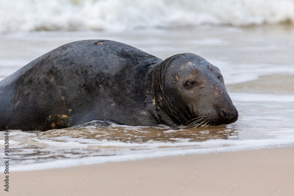 Gray seal (Halichoerus grypus) on the beach in the Slowinski National Park. Czolpino, Leba, Poland.