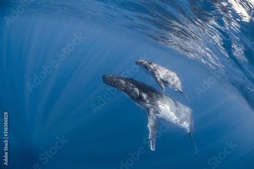 Vue sous-marine de baleines    bosses