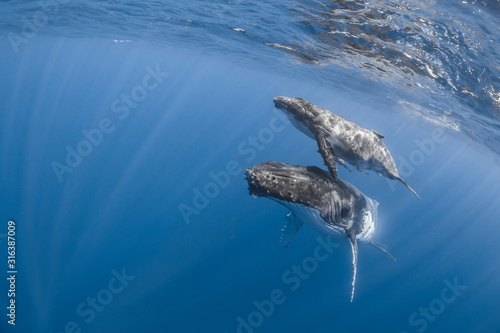 Vue sous-marine de baleines    bosses