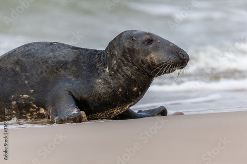 Gray seal (Halichoerus grypus) on the beach in the Slowinski National Park. Czolpino, Leba, Poland.