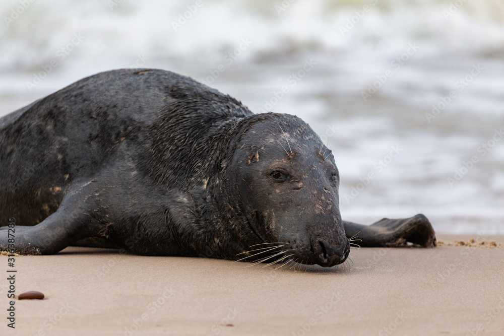 Gray seal (Halichoerus grypus) on the beach in the Slowinski National Park. Czolpino, Leba, Poland.