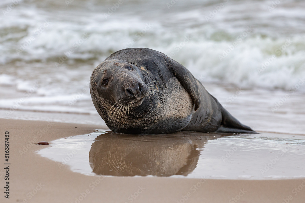 Gray seal (Halichoerus grypus) on the beach in the Slowinski National Park. Czolpino, Leba, Poland.