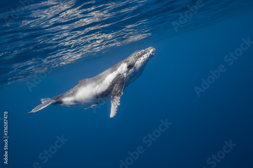 Vue sous-marine de baleines à bosses photo