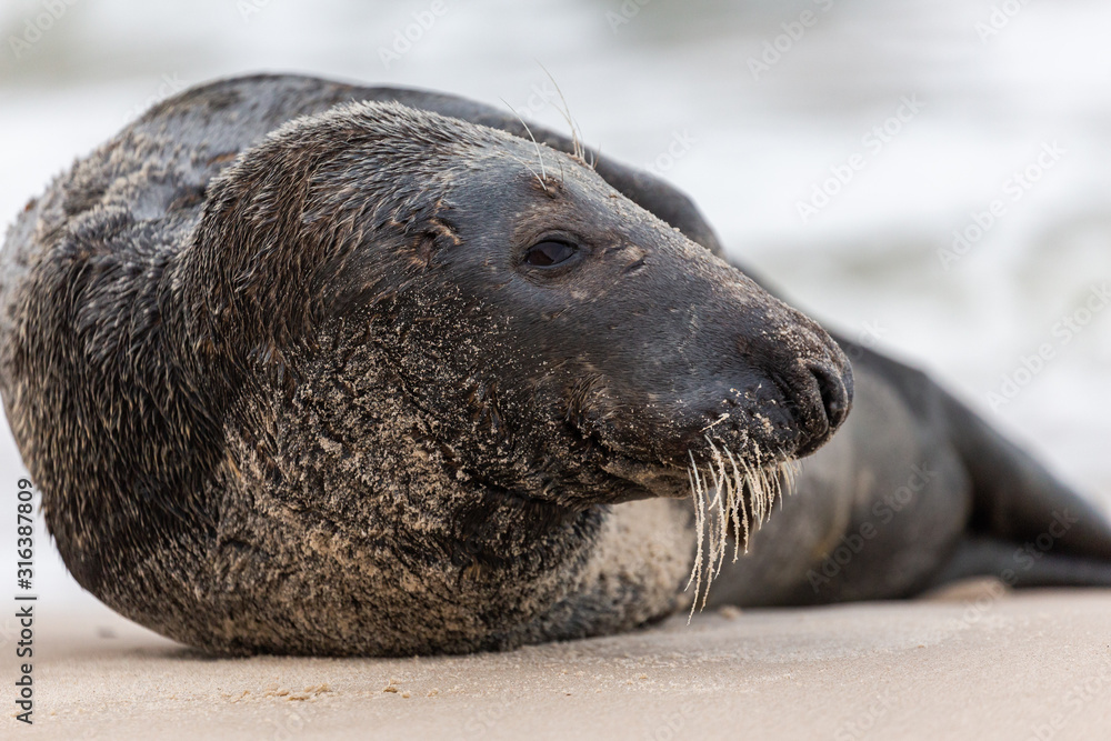 Gray seal (Halichoerus grypus) on the beach in the Slowinski National Park. Czolpino, Leba, Poland.