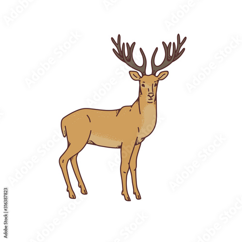 Wild deer male buck with branched horns vector outline sketch illustration isolated on white background.