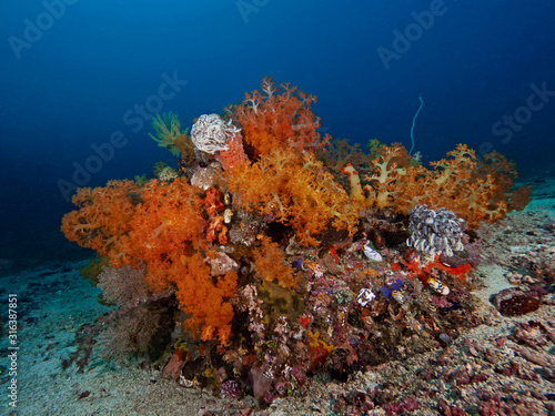 Soft Coral Colony, Bäumchenkorallen Kolonie