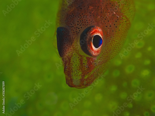 Translucent Coral Goby, Durchsichtige Korallen-Zwerggrundel (Bryaninops erythrops)  photo