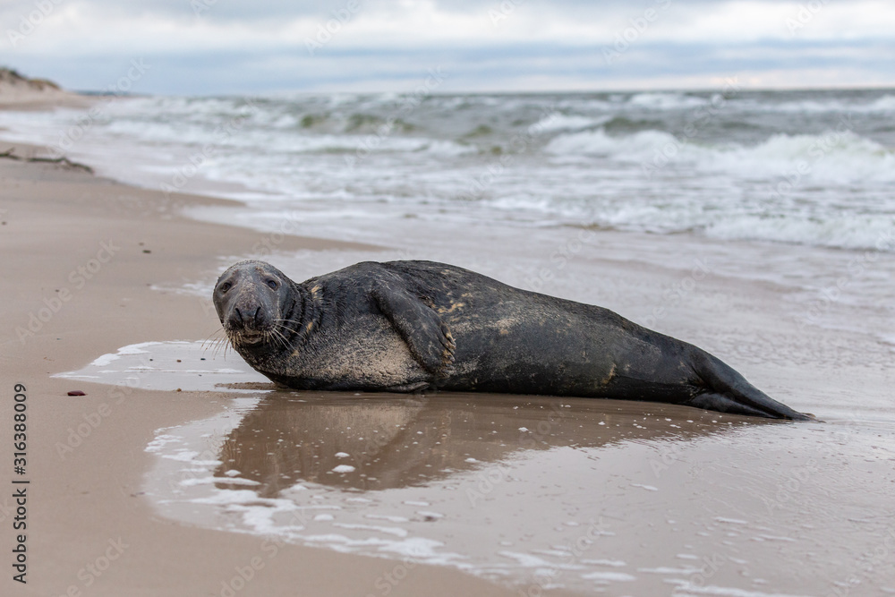 Gray seal (Halichoerus grypus) on the beach in the Slowinski National Park. Czolpino, Leba, Poland.
