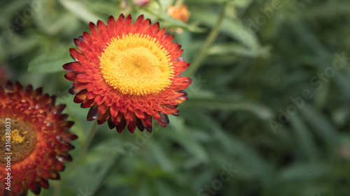 a beautiful flower in the garden © nitinan
