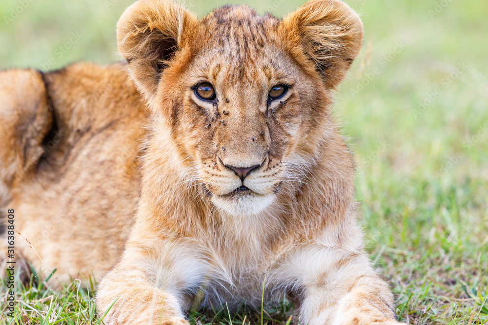 Young lion lying and looking at the camera