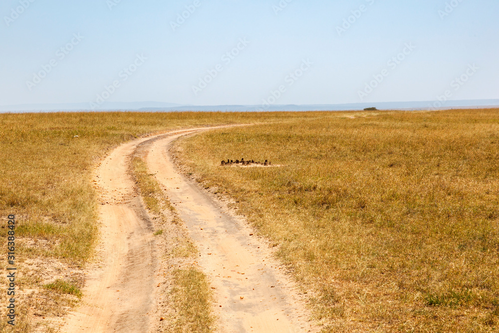 Dirt road on the savanna in Africa to  the horizon