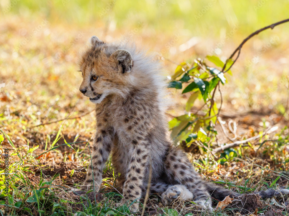 Fototapeta premium Young Cheetah sitting in the shade on the savannah