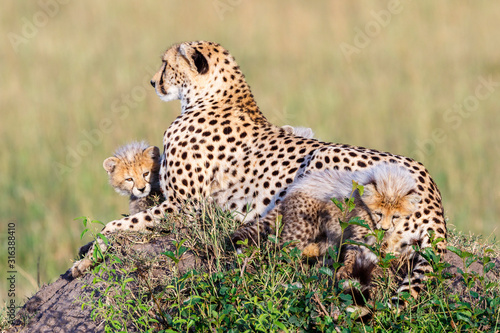 Cheetah with cubs lying and watching