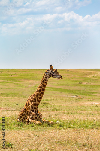 Resting Giraffe on the savanna in the Masai Mara National Reserve
