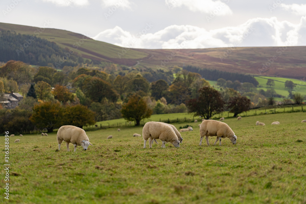 Field of white sheep in the highlands in Sky,Mountain range at sunset,Beautiful mountains landscape view,England , United of kingdom,UK Field of white sheep in the highlands in Sky,Mountain range at sunset,Beautiful mountains landscape view,England , United of kingdom,UK