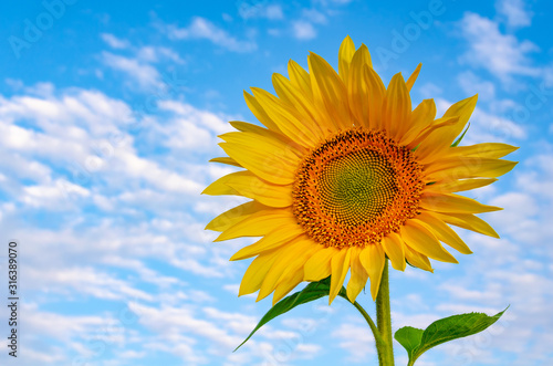 Bright yellow sunflower on blue sky background
