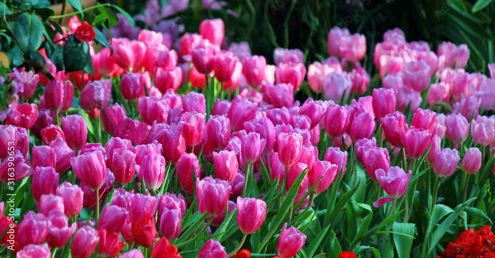 the beautiful pink tulips in garden.the pastel pink color on flwer leaves. the beautiful pink tulips in garden.the pastel pink color on flwer leaves.