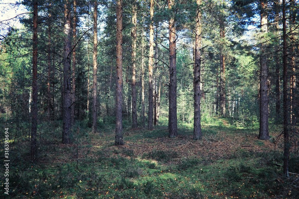 Fototapeta premium Bright spring greens at dawn in the forest. Nature comes to life in early spring.