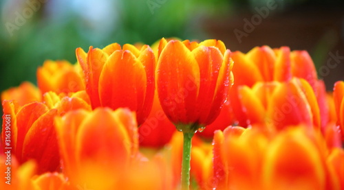 the  beautiful tulips in garden .the orange and yellow gradient color on flower leaves.