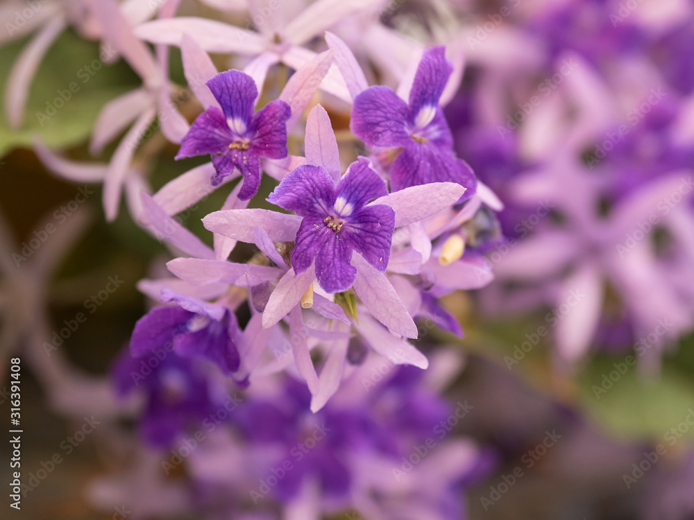 The flowers are beautiful in color. Helps the mind to cheer The flowers are beautiful in color. Helps the mind to cheer