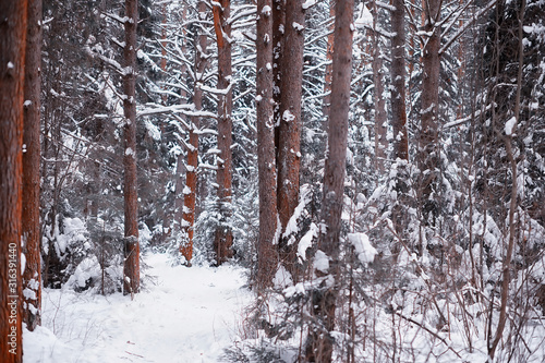 Winter forest landscape. Tall trees under snow cover. January frosty day in the park. © alexkich